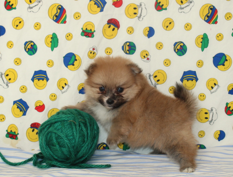puppy, for, sale, Pomeranian, Matthew B. Stoltzfus, dog, breeder, Gap, PA, dog-breeder, puppy-for-sale, forsale, nearby, find, puppyfind, locator, puppylocator, aca